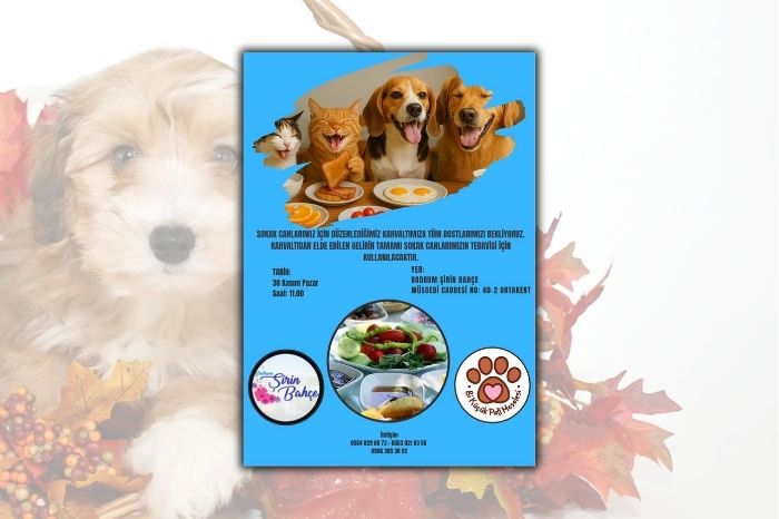 Sokak Canlarımız İçin Kahvaltı Etkinliği